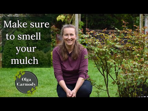 Video: Beste mulch for roser: mulchtyper for rosebed