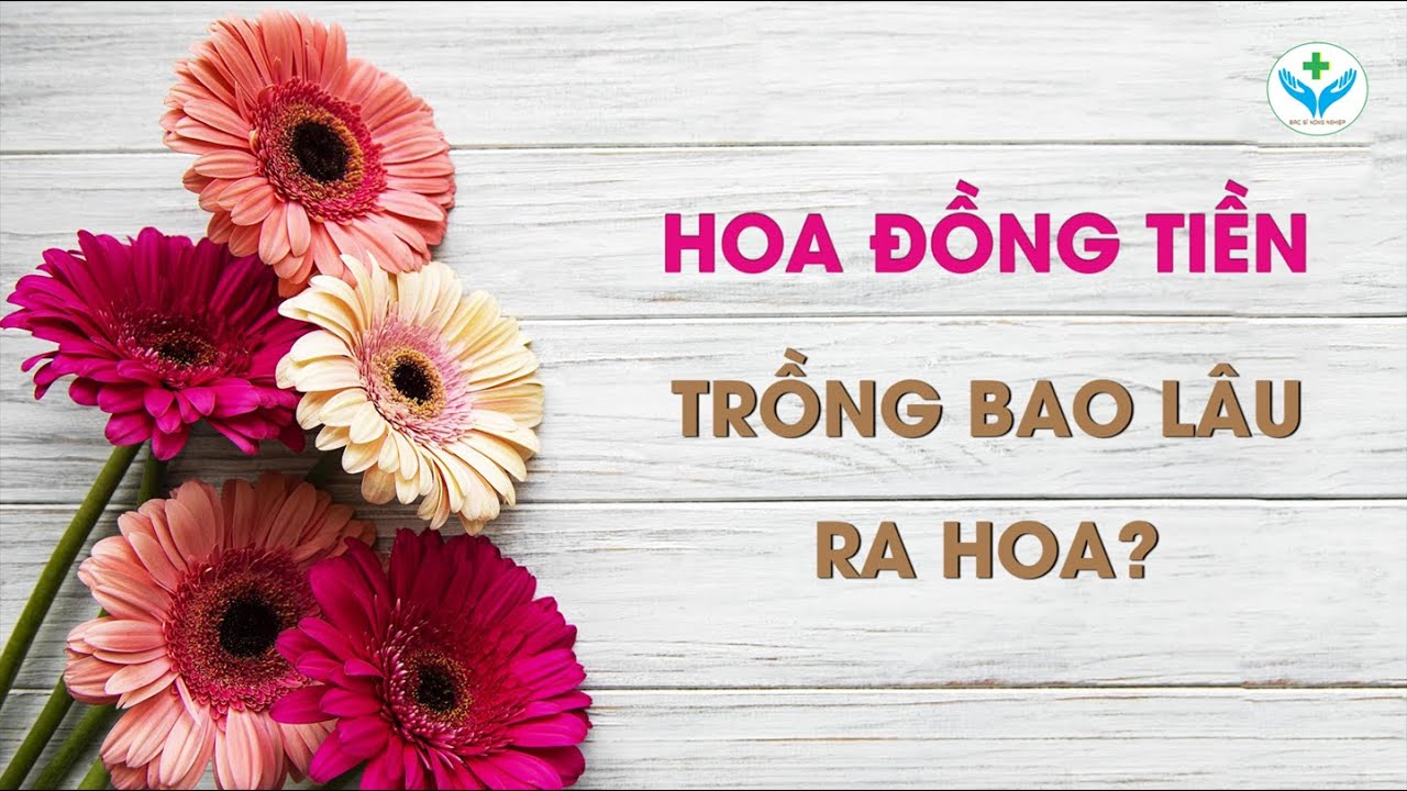 Hoa đồng tiền nở bao lâu thì tàn? Mẹo giữ hoa đồng tiền tươi lâu