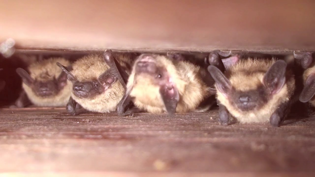 Bat Removal Toronto - AAA Affordable Wildlife Control