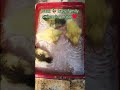 duck baby family swimming enjoy. part 3 #duck #birds #viralvideo #cute #animals #shortvideo