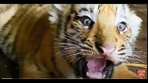 Тигренок  дошипелся ! Ко мне подошла МАМА ТИГРИЦА !