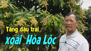 Biện pháp tăng đậu trái cho xoài cát Hòa Lộc của nhà vườn Nguyễn Văn Đi