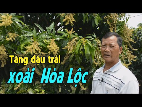 Video Biện pháp tăng đậu trái cho xoài cát Hòa Lộc của nhà... - youtube