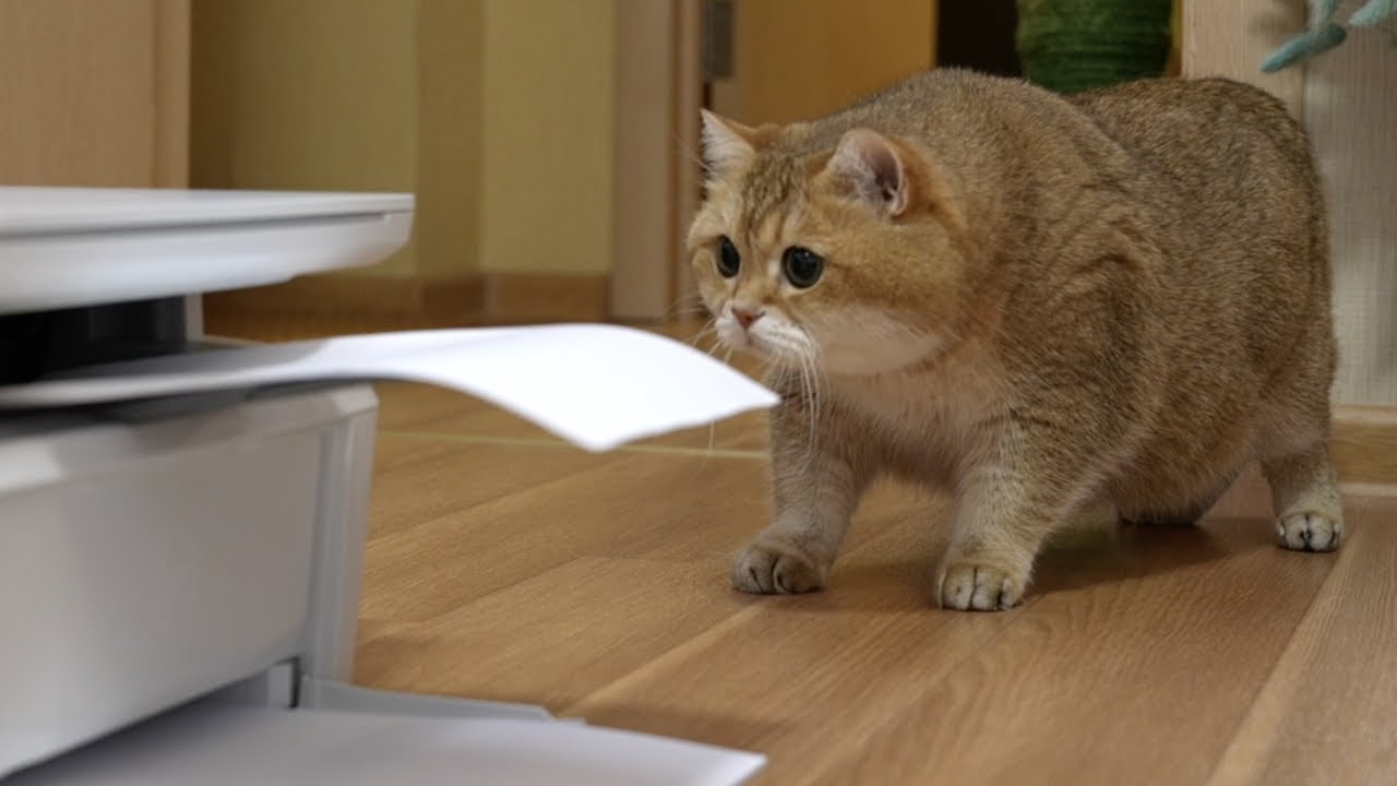 Seeing the printer for the first time - YouTube