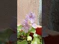 kisi nay full say pucha. #flower #flowerlove #flowers #shorts #trending #viral #youtuber.