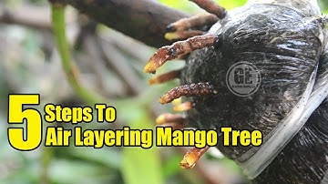 Mango Tree: 5 Steps To Air Layering Mango Tree