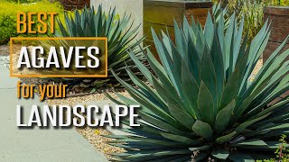 Watch This Before You Buy Agave Plants!  PS: I have a Favorite :)