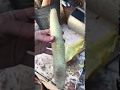 Removing the skin from luffa sponge