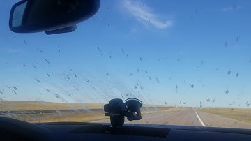 Bug splats in Wyoming