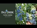 Fall creek variety update  valor zf08070 and last call