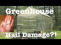 Harbor Freight Greenhouse Update | HAIL DAMAGE