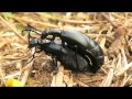 Violet oil beetles meloe violaceus mating