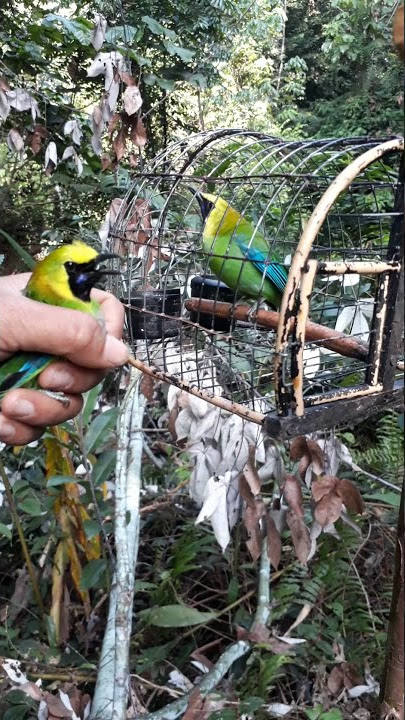 kenagan pikat ku merbah hijau sami