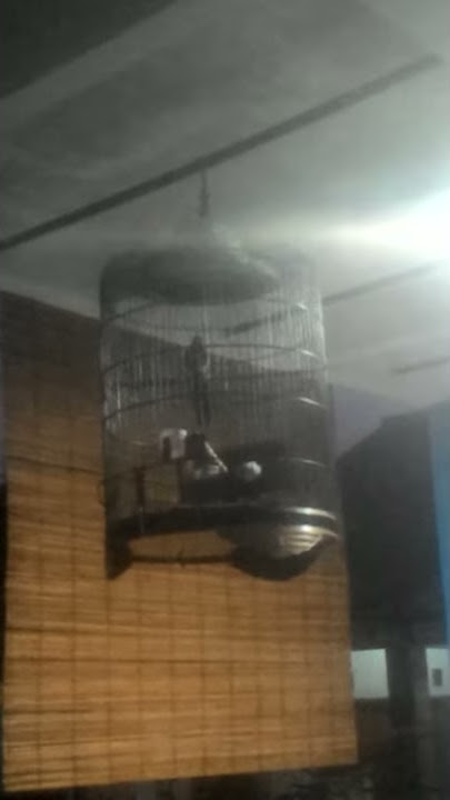 Muray muda prospek, masih belajar nyusun lagu, selesai mabung pertama