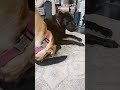 She wasn't expecting this #shortsfeed #puppy #dog #funny #shortvideo #dogshorts