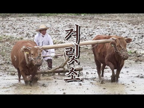 홍천 전통 농경문화 겨릿소를 아시나요?