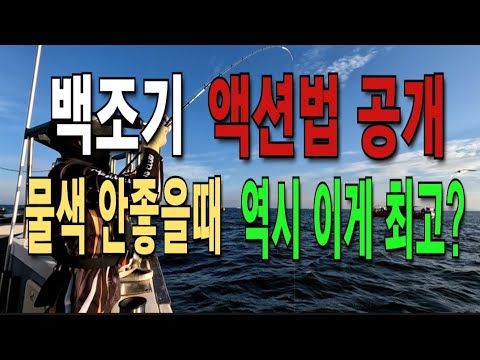물색안좋을때 백조기 100마리 잡는법 액션공개, 부세조기는 덤~#백조기 #백조기낚시 #백조기낚시채비 - YouTube