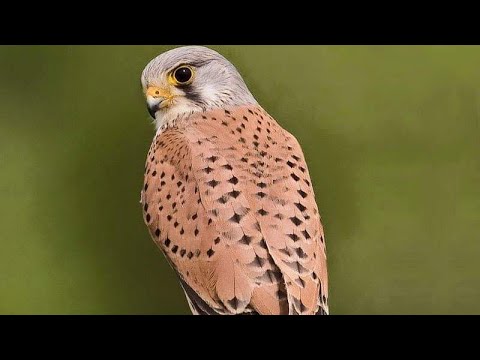 صوت العصفور رائع للمونتاج