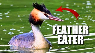 Grebe Facts: it's a WEIRD BIRD 🦆 Animal Fact Files