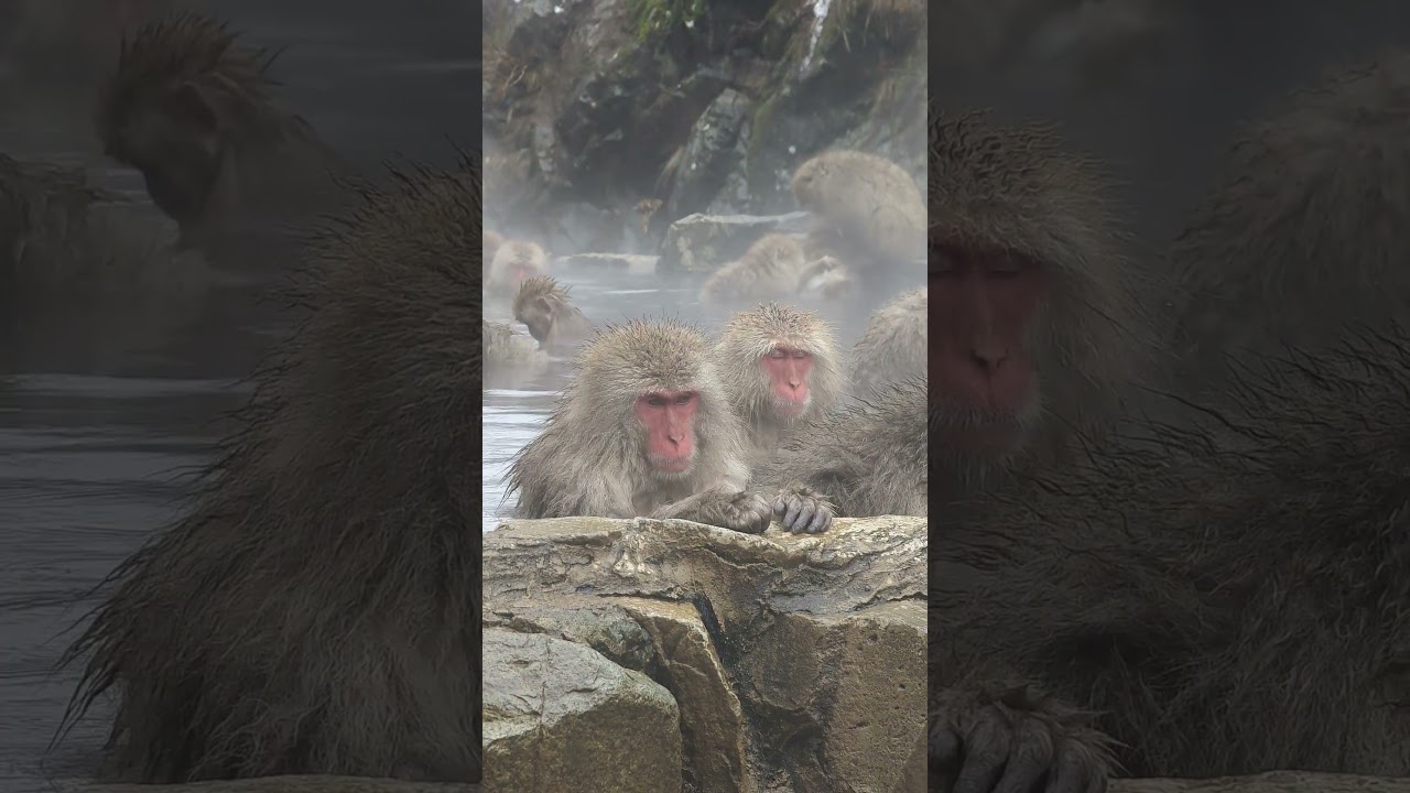 Onsen monkey🌿 