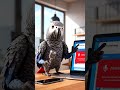 Street Interviews: When Animals Talk! 🐶🐱🐦 #animalinterview #funnyshorts