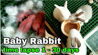 Time lapse | Cute Baby Rabbits grow up | from 1 to 30 days