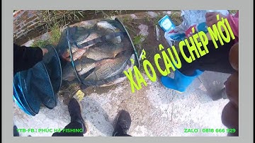 HƯỚNG DẪN CHỌN THỜI ĐIỂM XẢ Ổ VÀ CÂU CÁ CHÉP MỚI - BẮT NHỊP PHAO CÁ CHÉP CUỐN ĐÀN - PHÚC HÀ FISHING
