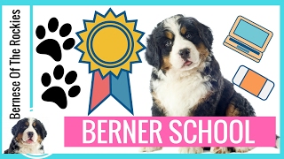 Berner School: Bernese Mountain Dog Research and Education (for SERIOUS puppy buyers only!)