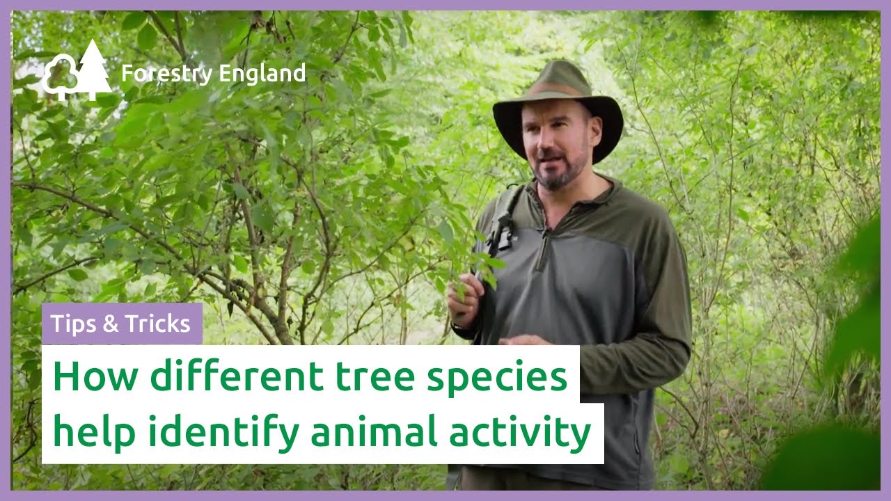 How do different tree species help identify animal activity? | Navigate