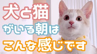 犬と猫がいる早朝はこんな感じです… by 今日のしらたまたち 27,511 views 1 year ago 4 minutes, 55 seconds