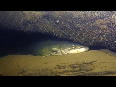 Видео: Солени медени гъби за зимата със студени и топли методи на готвене