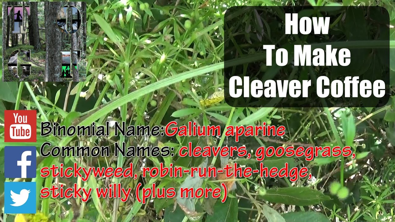 Cleaver Coffee Sticky Weed Tea Out Door Drinks YouTube