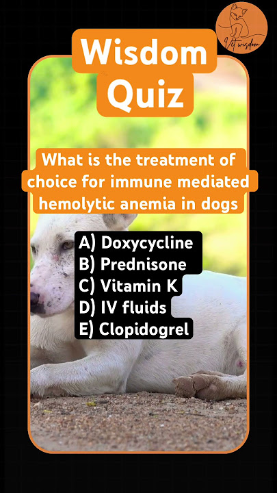 Which Medicine Helps Dogs Most in IMHA? | #biology  #education