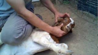 Abdullah Submitting A Goat At Mercy Slaughter Hous Abdullah Submitting A Goat At Mercy Slaughter Hous