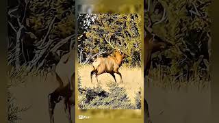 lНастоящая охота на оленя | Лучшие моменты212 охоты#охота#охотанаоленя#охотавлесу#wildlife #hunting