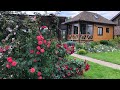 Плетистые розы в моем саду.Climbing roses in my garden.