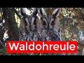 die Waldohreule | Steckbrief | Aussehen, Ruf, Verbreitung und mehr