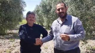 MANİSA PAŞA KÖY MEHMET ERİM ZEYTİN ARAZİSİ 100de100Gübre Farkı