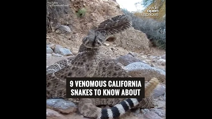 9 Venomous California Snakes to Know About