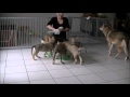 Chiots chiens loups tchcoslovaques 47 jours porte heaven  baron 2016