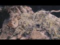 My Ants Built an Amazing Basement to Their Nest (+ Great News)