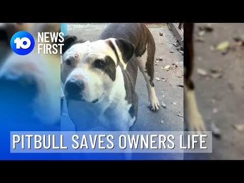 Pitbull Saves Owners Life After She Was Attacked | 10 News First