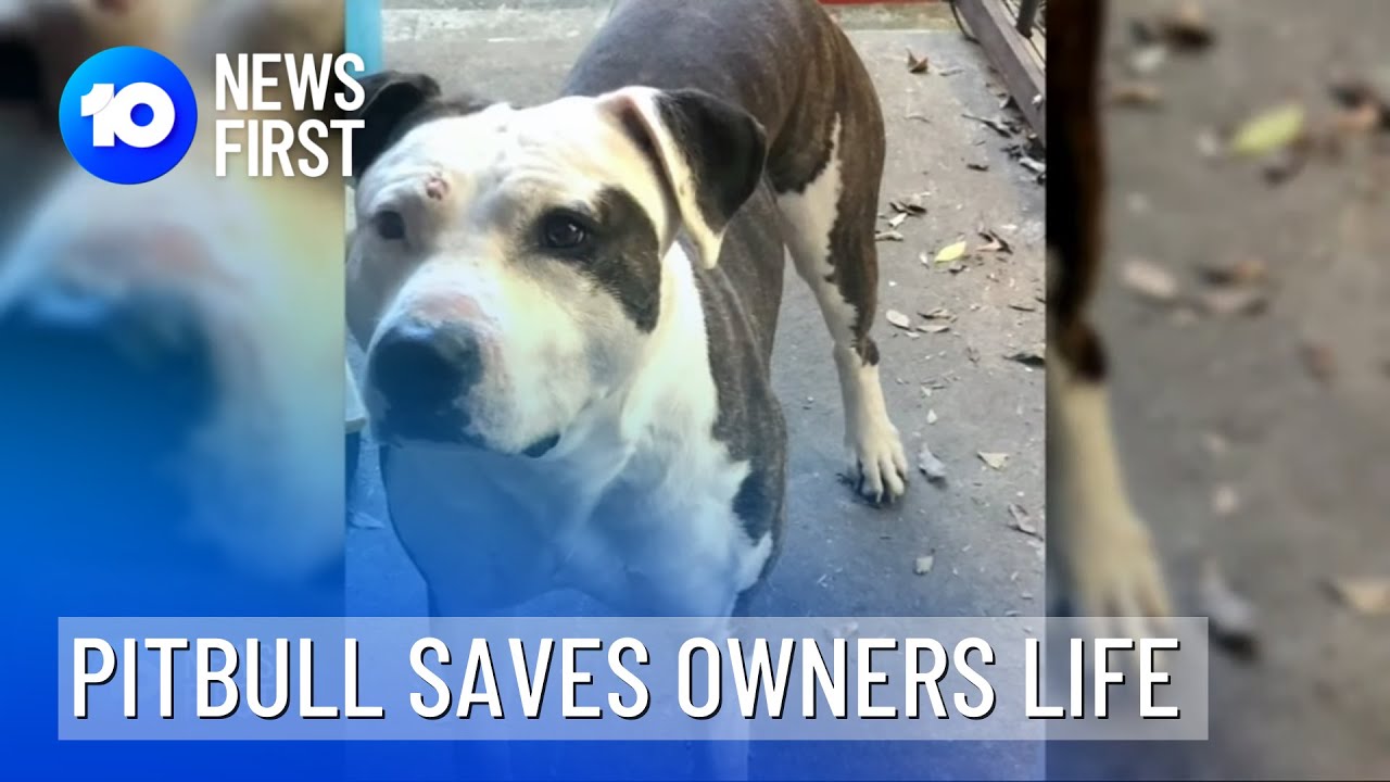 Pitbull Saves Owners Life After She Was Attacked 10 News First YouTube