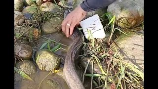 eels in a shallow river 😱