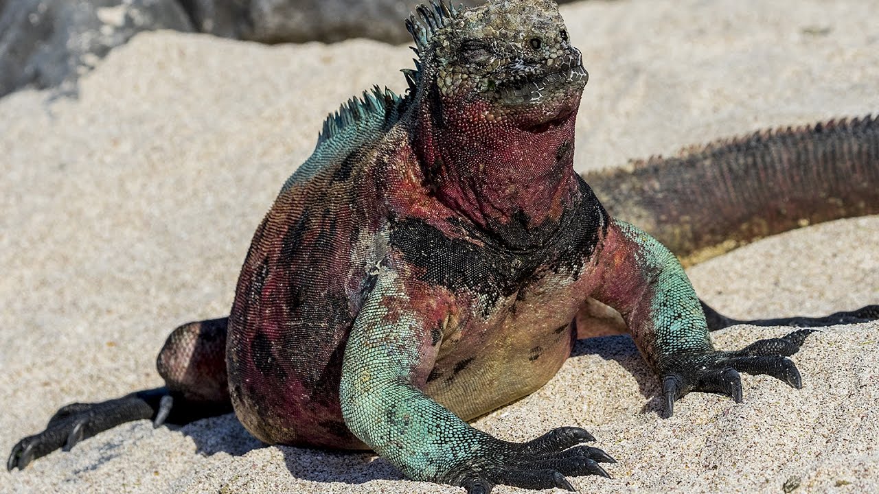 Ken Dog Hopping Galapagos Islands 120416 YouTube