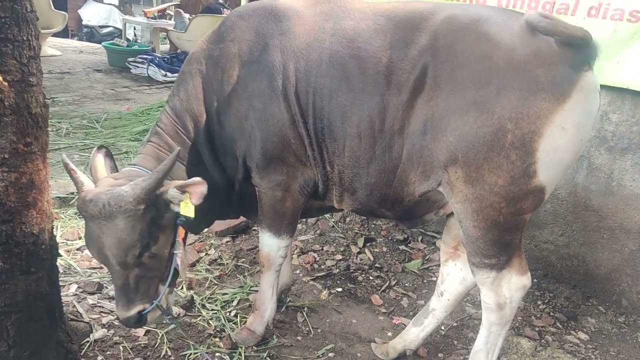 Sapi Qurban 🐄🐂🐃
