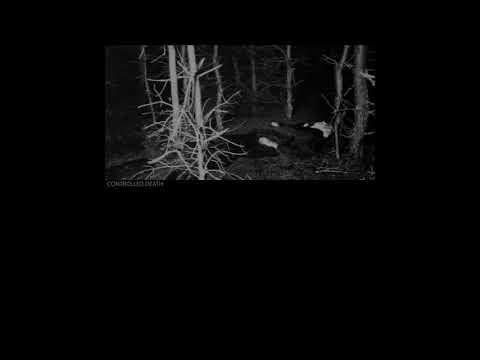 Controlled Death — Controlled Death (Japan) - Untitled