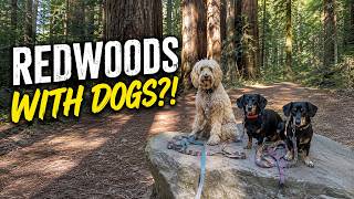 Jedediah Smith Redwoods with Dogs | Howland Hill Road + a hidden gem