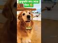 বজাত কুকুর সব খেয়েছে 🐕 #shorts