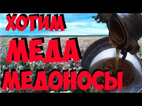 Як отримати багато Меду🍯1000кг нектару із 1га🍯медоносна рослина мордовник шароголовий.Посадка